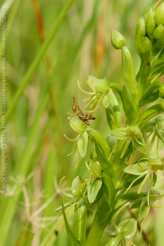 Water Spider Orchid (Habenaria repens)