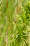 Water Spider Orchid (Habenaria repens)