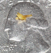 Jingle Bell Orchid (Dendrophylax porrectus) - flower with scale reference.