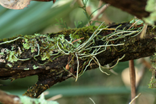 Jingle bell orchid (Harrisella porrecta) - large plant in fruit.