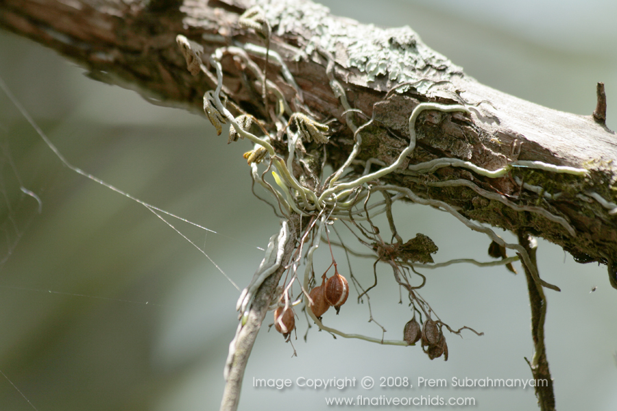Jingle bell orchid (Harrisella porrecta) - large plant in fruit.