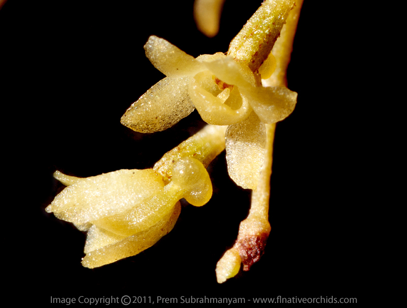 Jingle Bell Orchid (Dendrophylax porrectus) - extreme flower closeup.