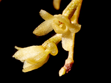 Jingle Bell Orchid (Dendrophylax porrectus) - extreme flower closeup.