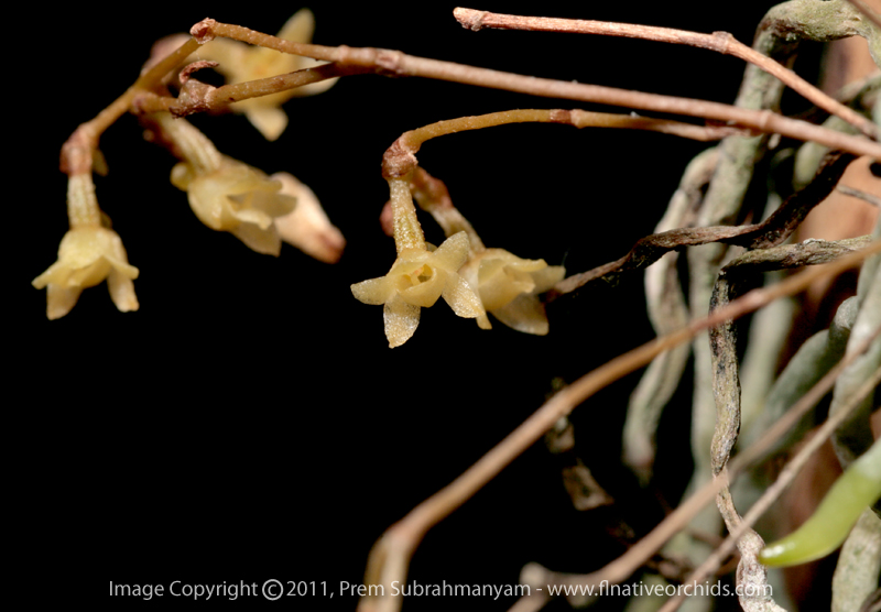 Jingle Bell Orchid (Dendrophylax porrectus) - flower closeup.