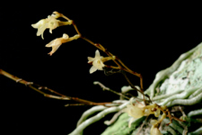 Jingle bell orchid (Harrisella porrecta) - flower closeup.