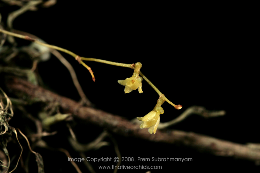 Jingle bell orchid (Harrisella porrecta) - flower close-up.