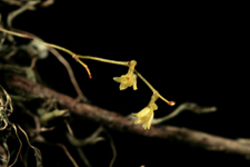 Jingle bell orchid (Harrisella porrecta) - flower close-up.