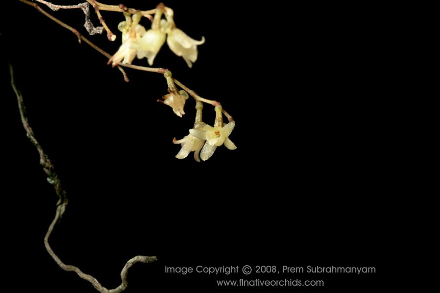 Jingle bell orchid (Harrisella porrecta) - flower close-up.