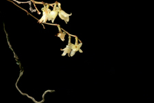 Jingle bell orchid (Harrisella porrecta) - flower close-up.