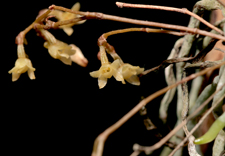 Jingle Bell Orchid (Dendrophylax porrectus) - flower closeup.