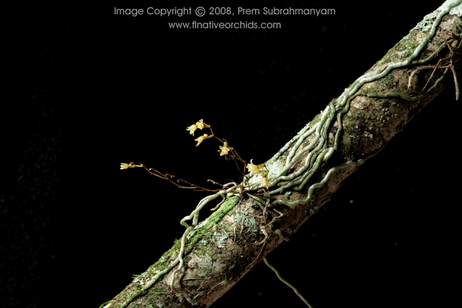 Jingle bell orchid (Harrisella porrecta) - plant in flower on a bald cypress twig