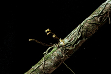 Jingle bell orchid (Harrisella porrecta) - plant in flower on a bald cypress twig