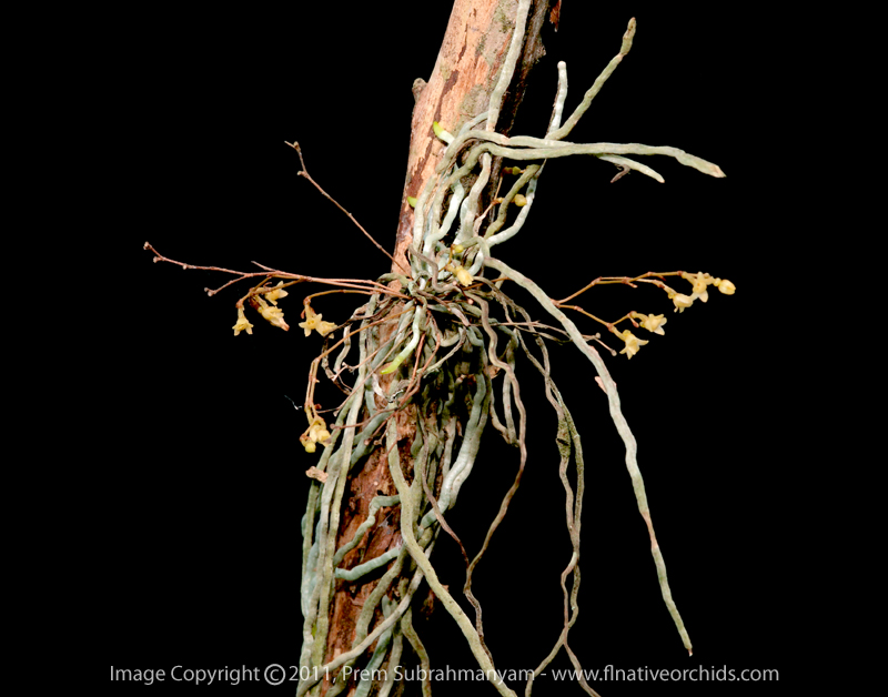 Jingle Bell Orchid (Dendrophylax porrectus) - robust plant.