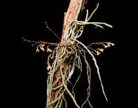 Jingle Bell Orchid (Dendrophylax porrectus) - robust plant.