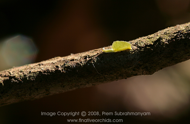 Jingle Bell Orchid (Harrisella porrecta) seedling.