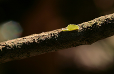 Jingle Bell Orchid (Harrisella porrecta) seedling.