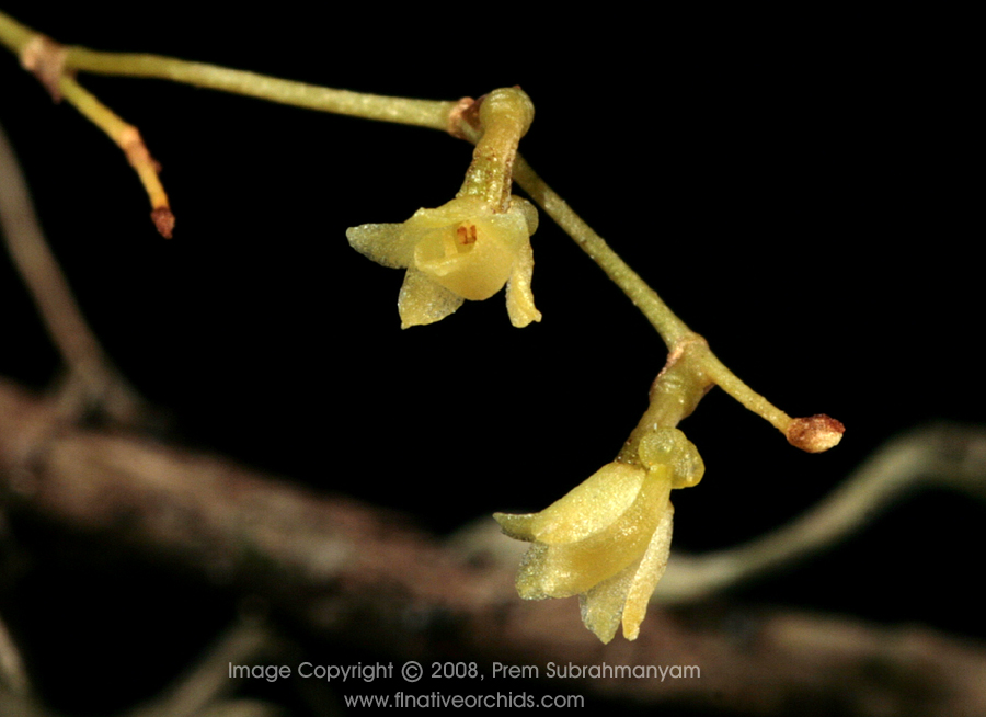 Jingle bell orchid (Harrisella porrecta) - detail from previous image.