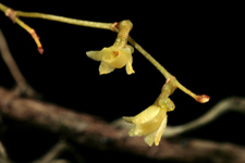 Jingle bell orchid (Harrisella porrecta) - detail from previous image.