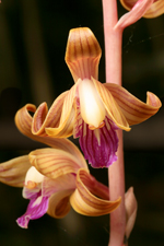 Crested Coralroot (Hexalectris spicata)