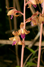 Crested Coralroot (Hexalectris spicata) - Partial Closeup