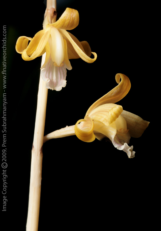 Crested Coralroot (Hexalectris spicata) - albescent form.