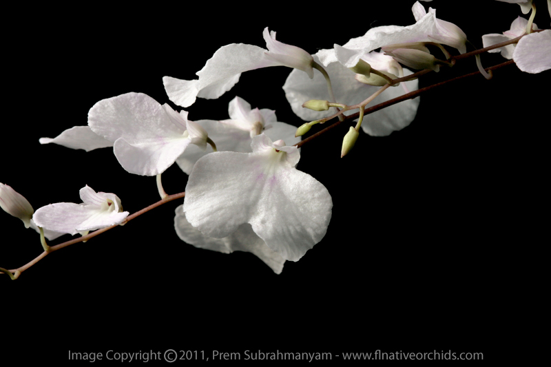 Delicate Ionopsis (Ionopsis utricularoides)