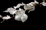 Delicate Ionopsis (Ionopsis utricularoides)