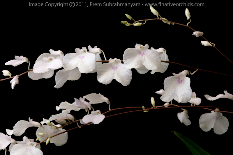 Delicate Ionopsis (Ionopsis utricularoides)