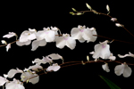Delicate Ionopsis (Ionopsis utricularoides)