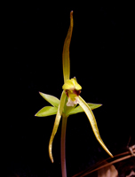 Large Whorled Pogonia (Isotria verticillata) - flower