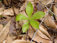 Large Whorled Pogonia (Isotria verticillata) - plant
