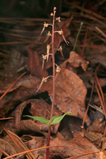 Southern Twayblade (Listera australis) - 