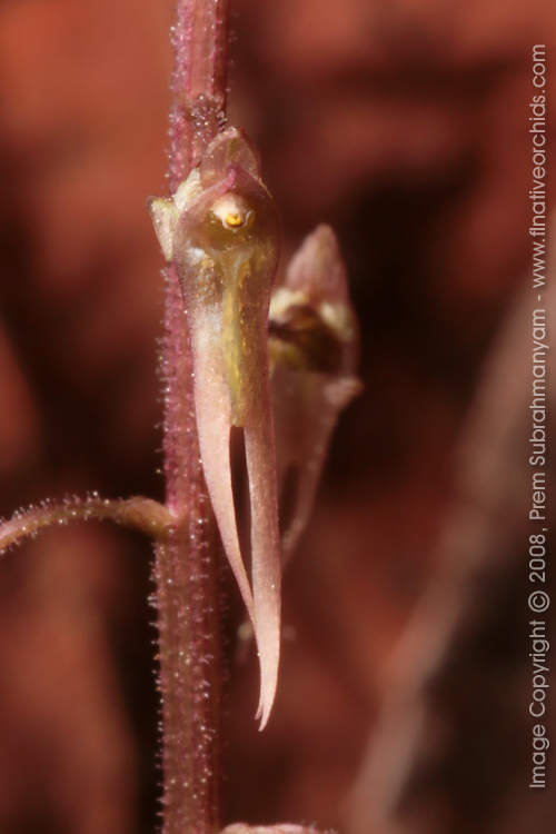 Southern Twayblade (Listera australis) - flower closeup.