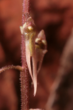 Southern Twayblade (Listera australis) - flower closeup.