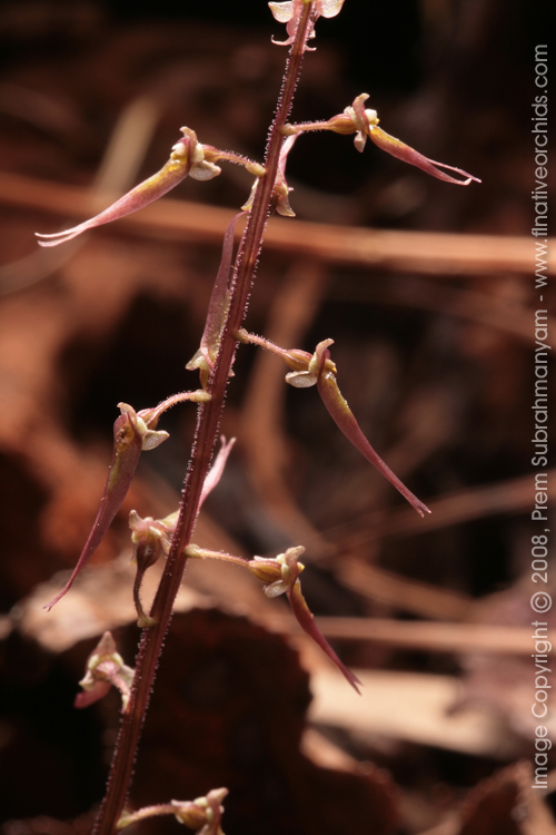 Southern Twayblade (Listera australis)