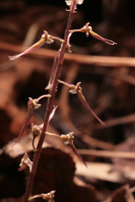 Southern Twayblade (Listera australis)