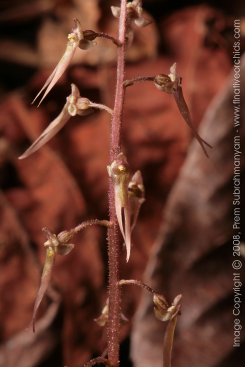 Southern Twayblade (Listera australis) - flowers closeup.