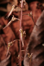 Southern Twayblade (Listera australis) - flowers closeup.