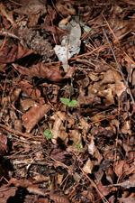 Southern Twayblade (Listera australis) 