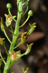 Florida Adder's Mouth (Malaxis spicata) - flower closeup.