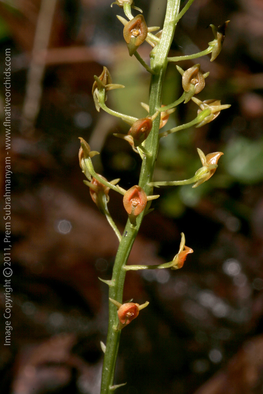 Florida Adder's Mouth (Malaxis spicata) - flowers.