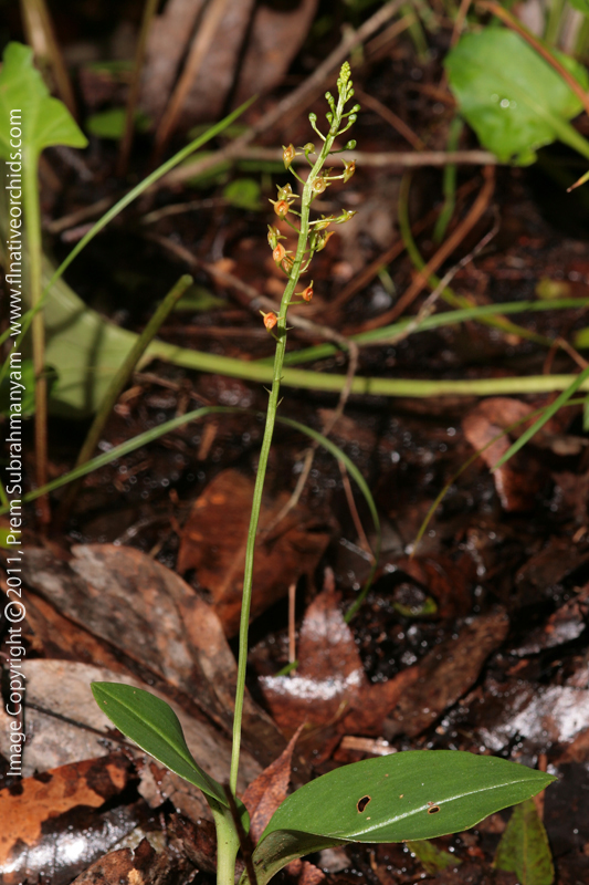 Florida Adder's Mouth (Malaxis spicata) - plant in situ.
