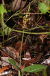 Florida Adder's Mouth (Malaxis spicata) - plant in situ.