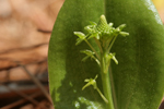 Green Adder's Mouth (Malaxis unifolia)