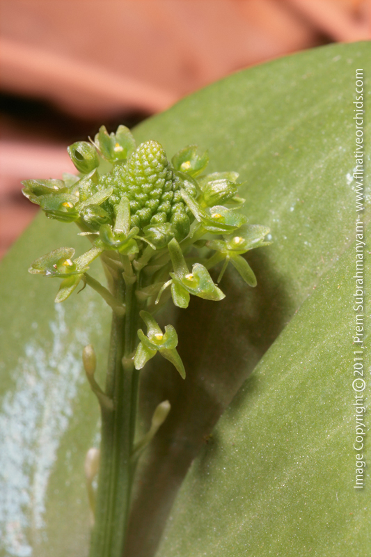 Green Adder's Mouth (Malaxis unifolia)