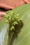 Green Adder's Mouth (Malaxis unifolia)