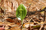 Green Adder's Mouth (Malaxis unifolia)