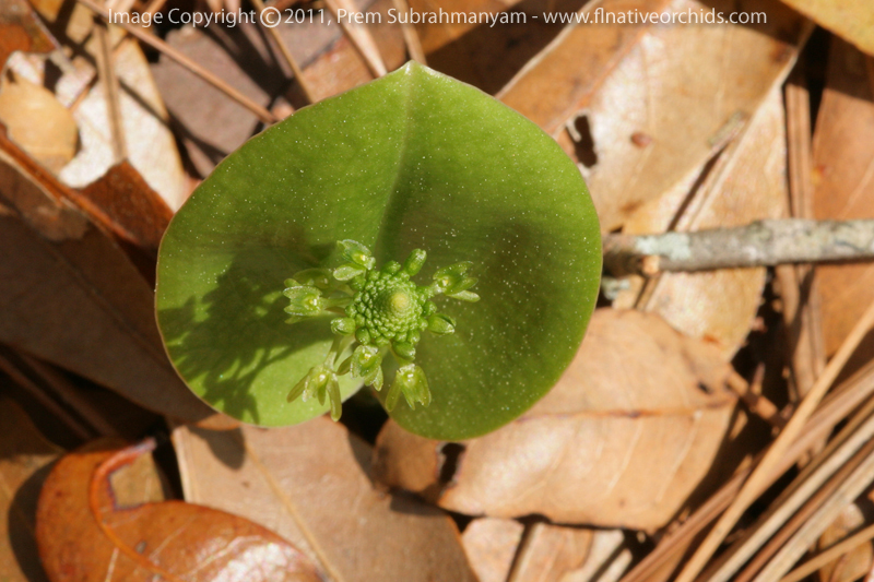 Green Adder's Mouth (Malaxis unifolia)