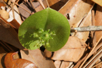 Green Adder's Mouth (Malaxis unifolia)