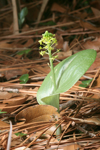 Green Adder's Mouth (Malaxis unifolia)
